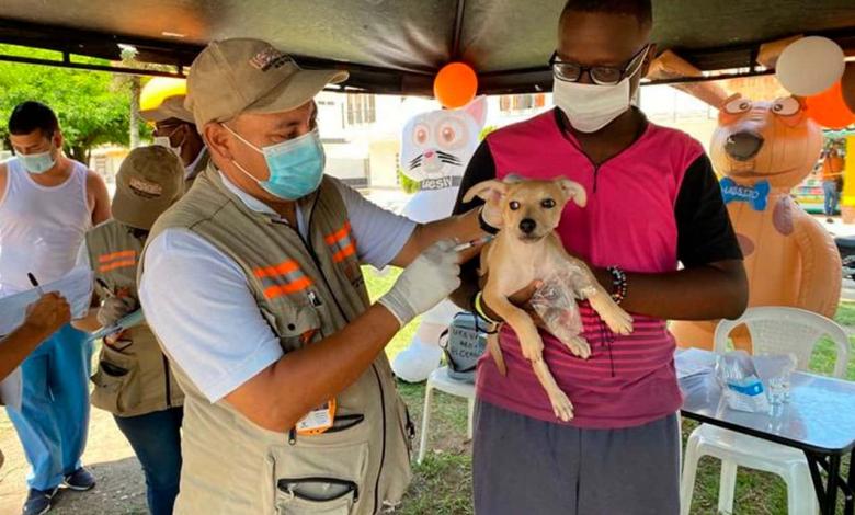 Vacunación de perros y gatos contra la rabia