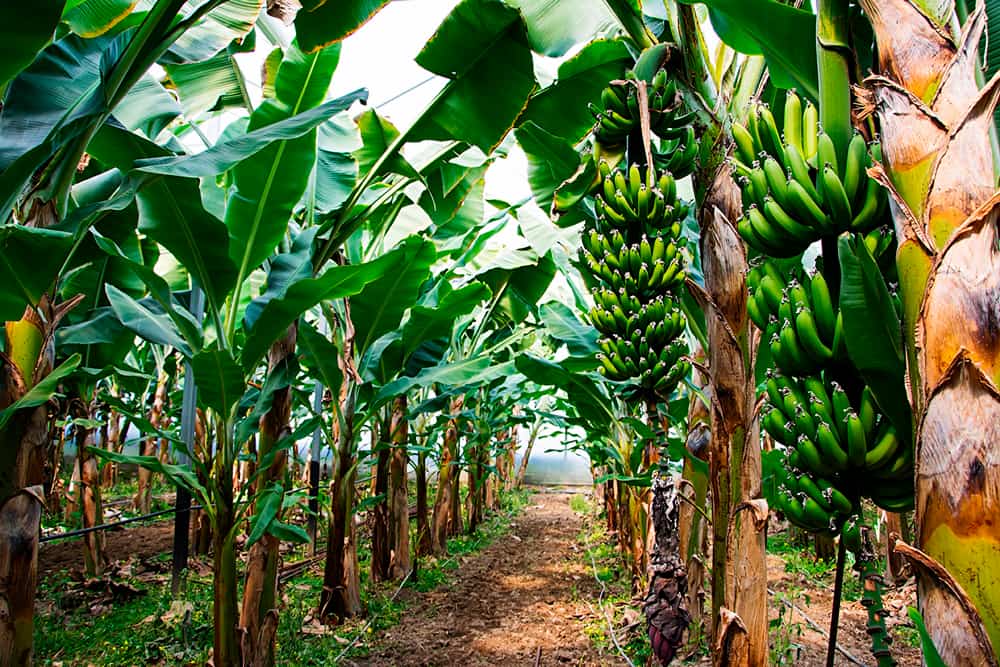 Cultivos de plátano