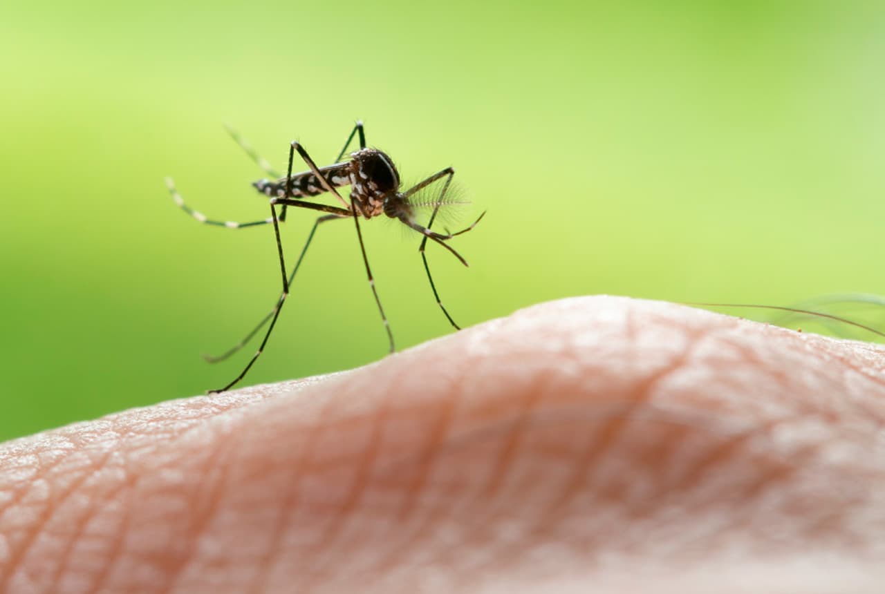 Aedes Aegypthi, zancudo transmisor del Dengue